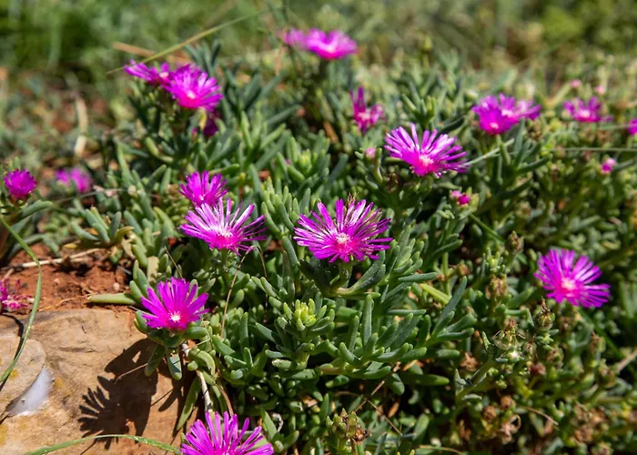 Viki Stinjan * 풀라